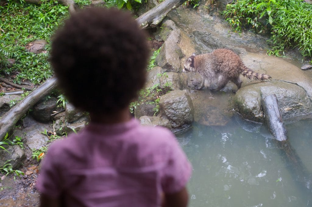 Notre fils devant un des racoons vivant dans le zoo de Guadeloupe