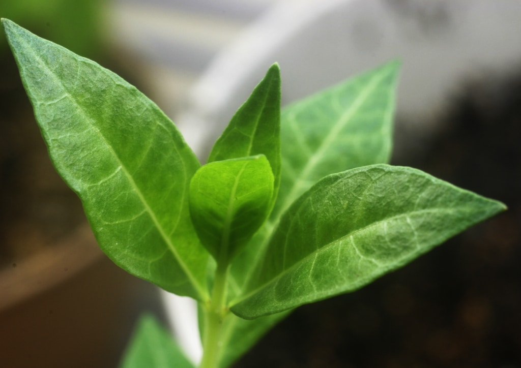 Feuilles de henné intervenant dans les tatouages au henné
