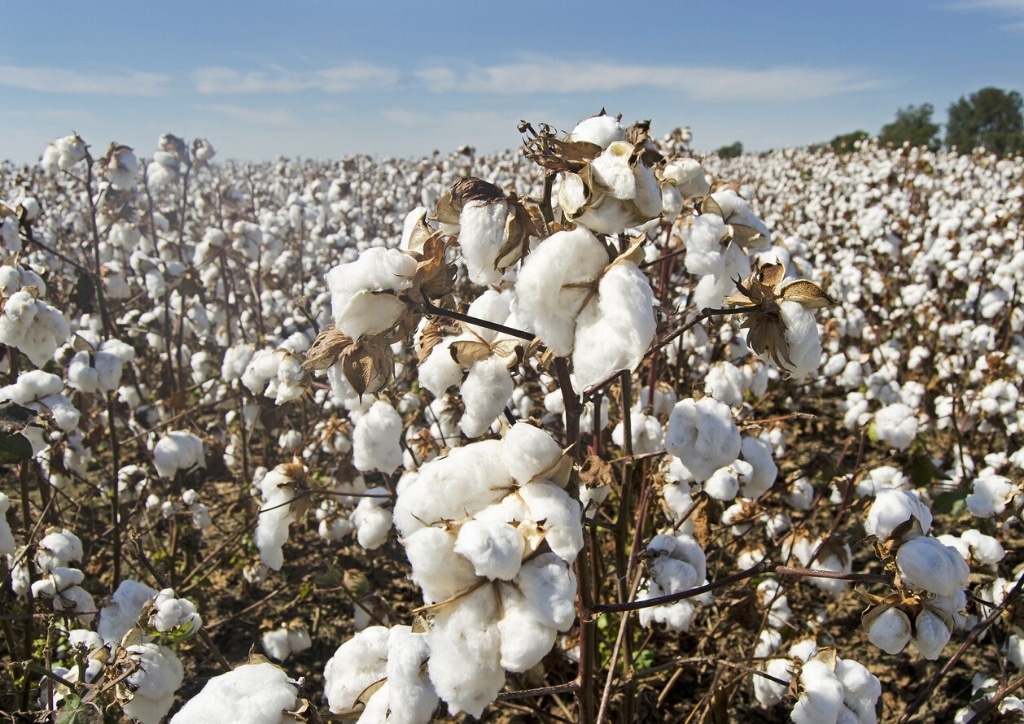 Le coton, un tissu adapté pour les lingettes lavables pour bébé