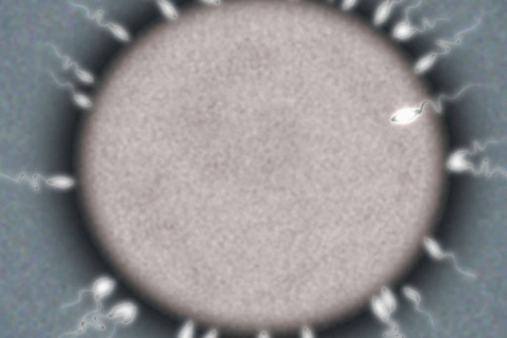 Fécondation de l'ovule par le spermatozoïde, l'instant 0 du premier mois de grossesse.