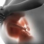 Foetus à l'intérieur du ventre maternel