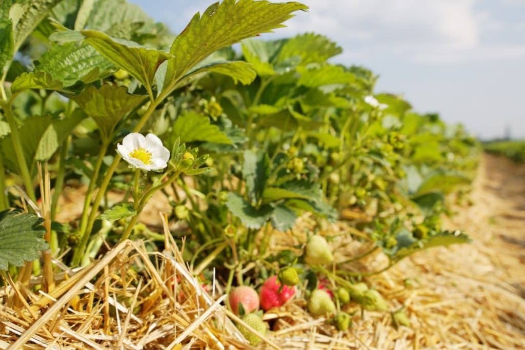 Champs de culture de fraises sur un sol paillé