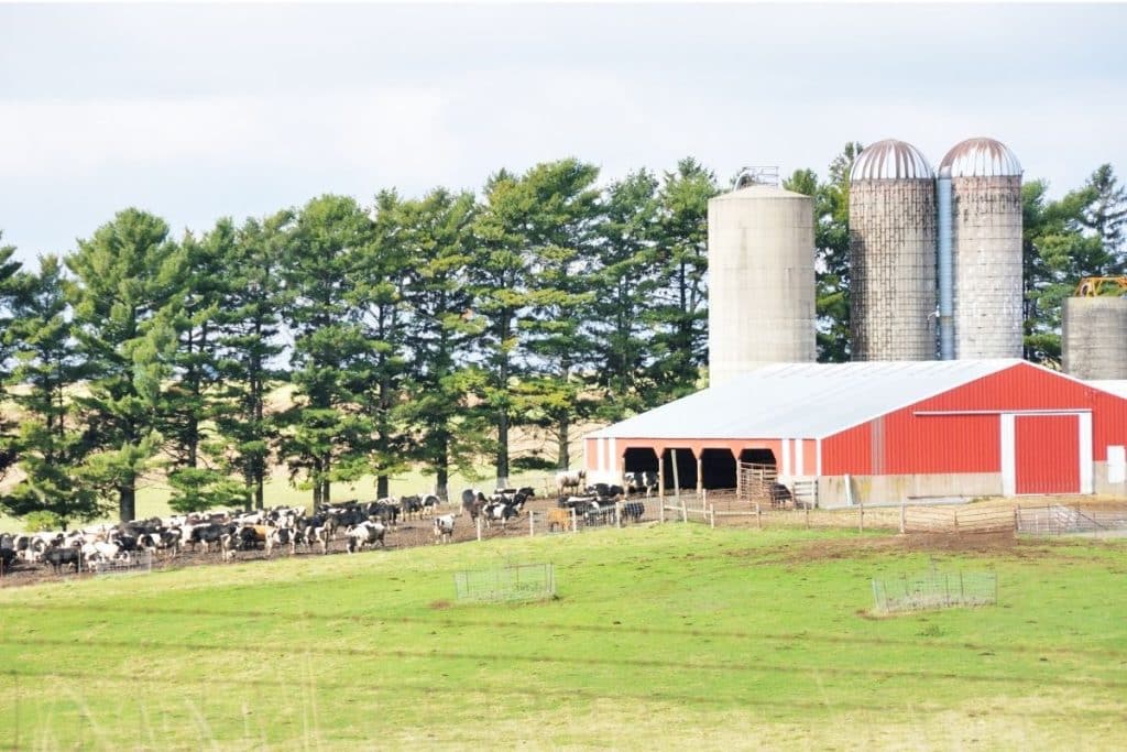 Exploitation laitière