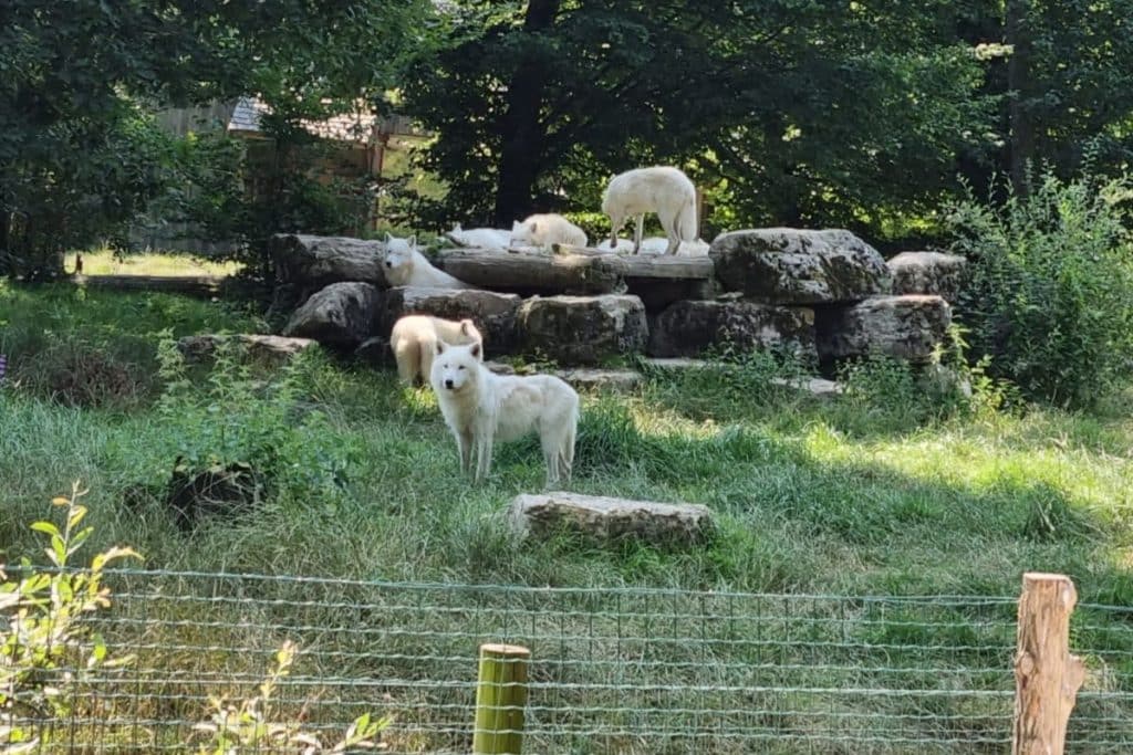 Le loup blanc, l'un des trois espèces visibles au Parc de Sainte-Croix