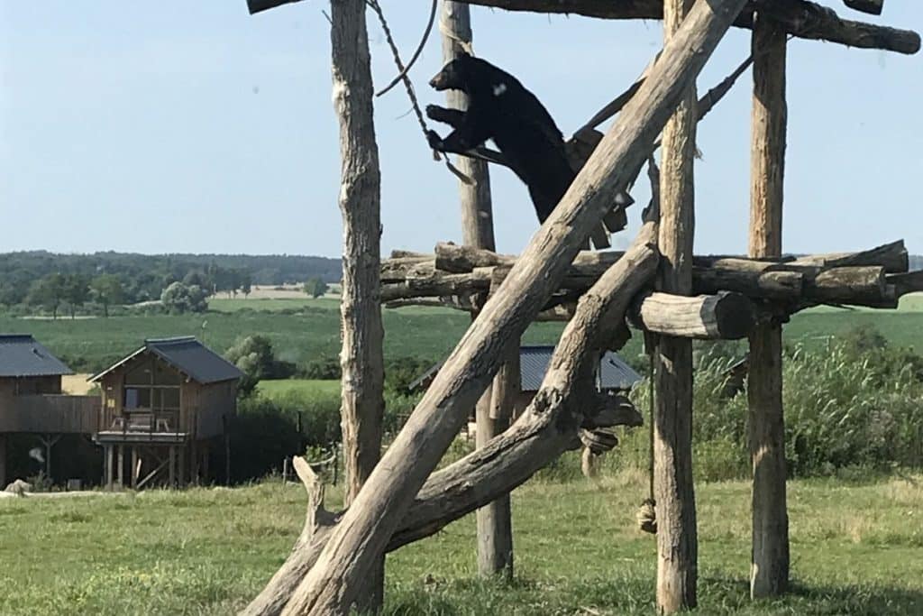 Ours des plaines d'Amérique du Nord en semi-liberté au Parc animalier de Sainte-Croix