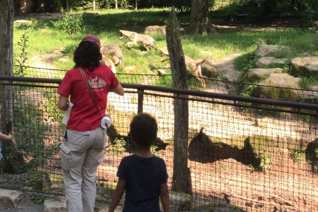 Animation autour des loups de Sainte-Croix