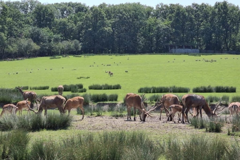 Vue sur la prairie où les cervidés évoluent librement