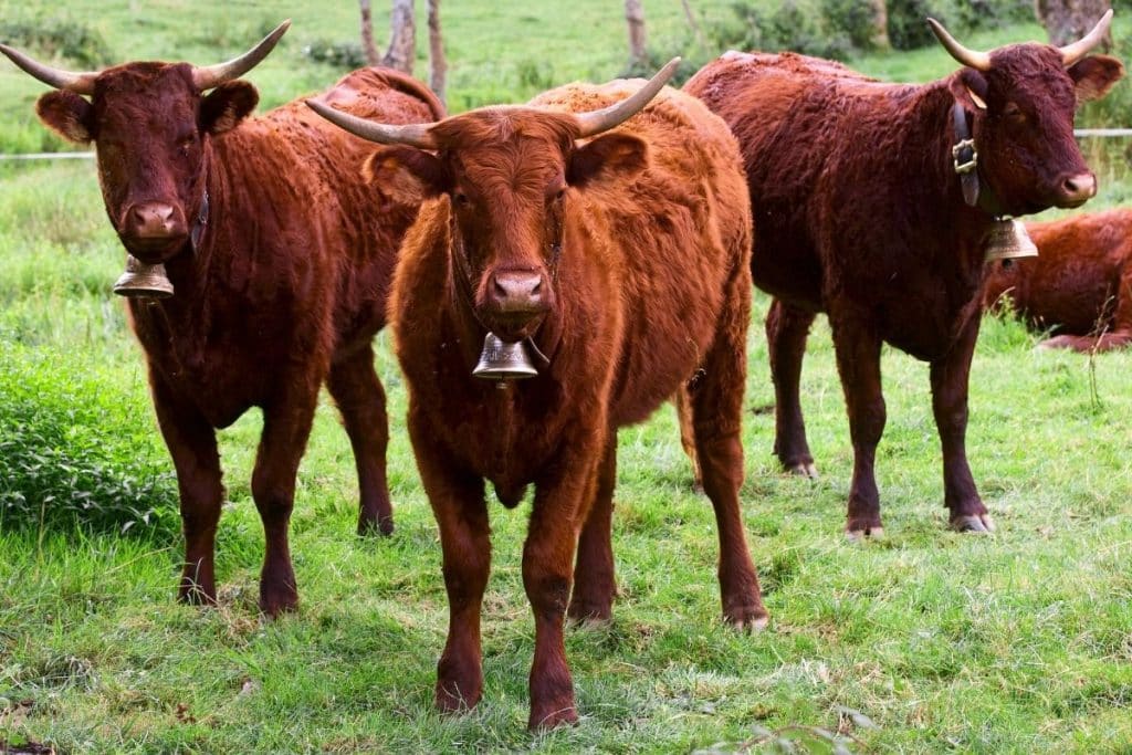 Vaches de race salers