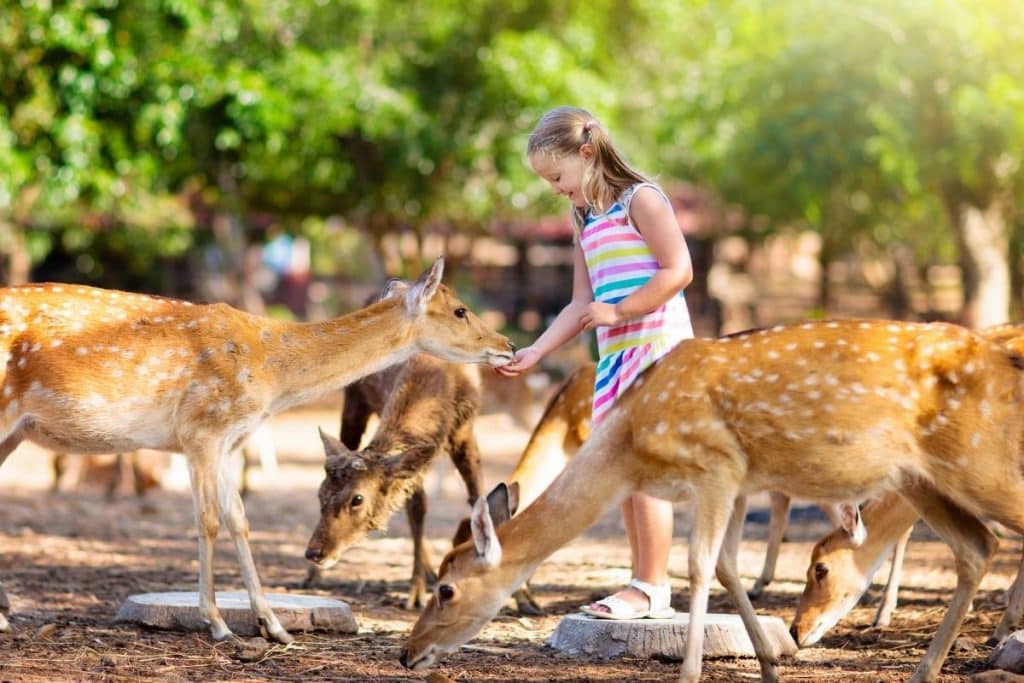 Fillette en visite au zoo entourée de biches