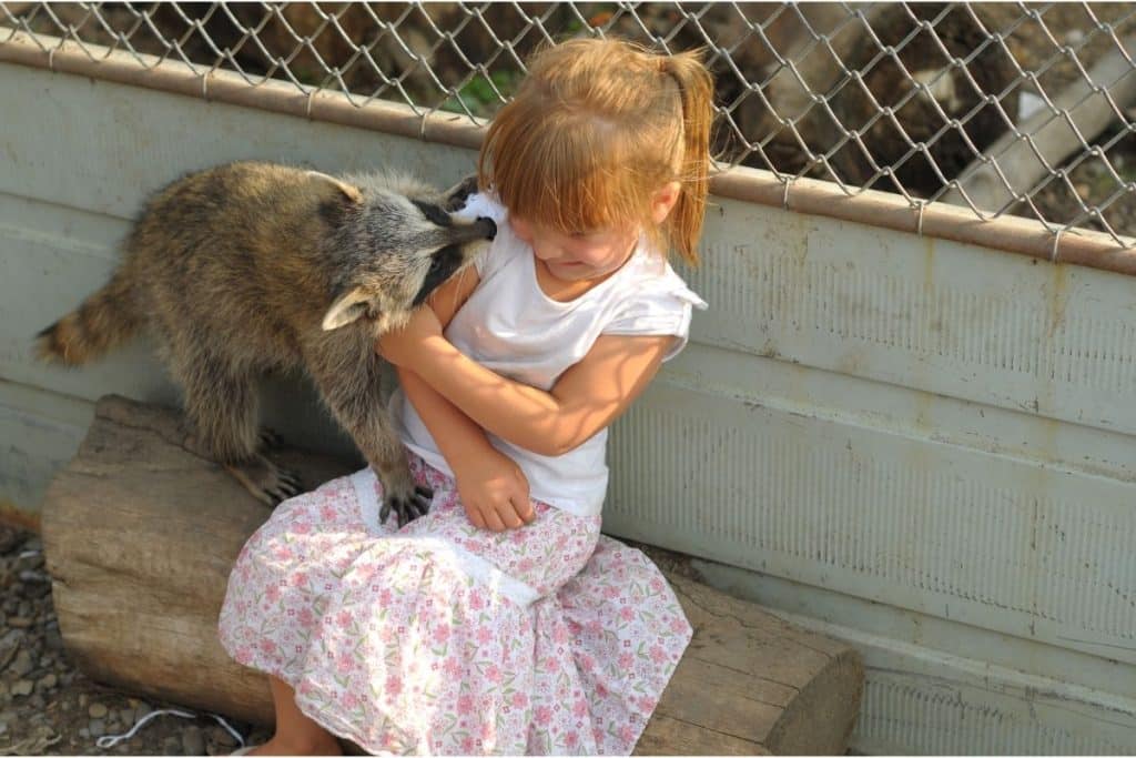 Fillette caressant un raton laveur dans un zoo