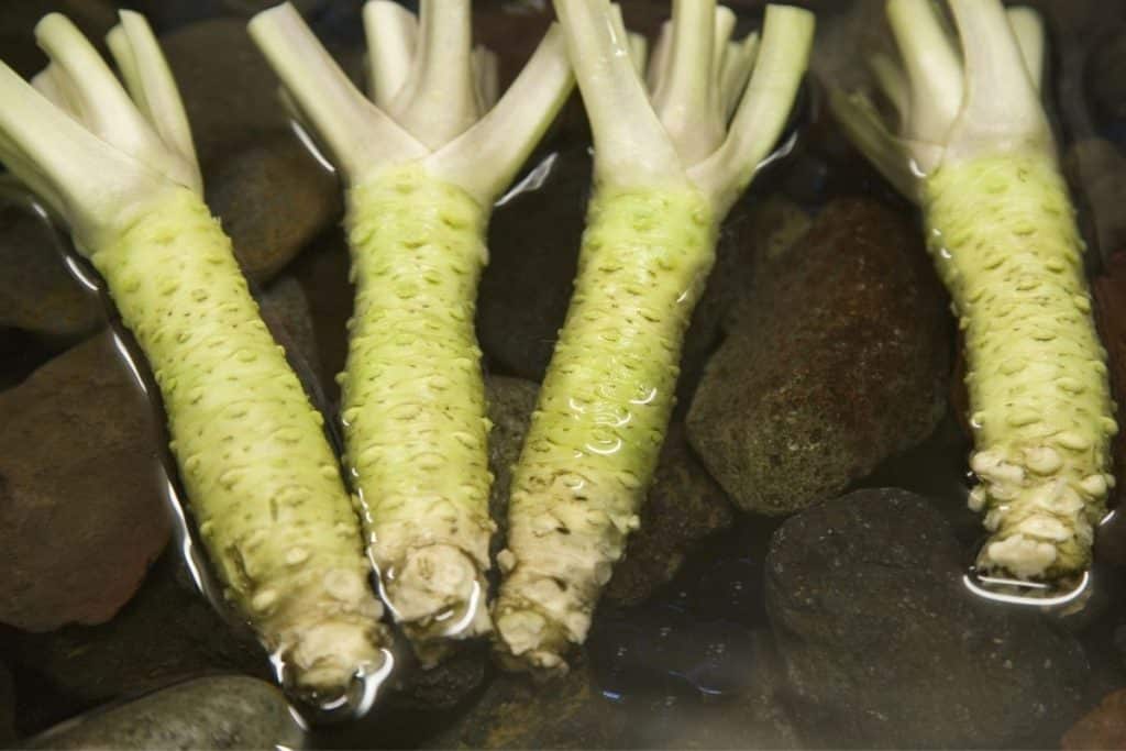 Racine servant à la fabrication du wasabi