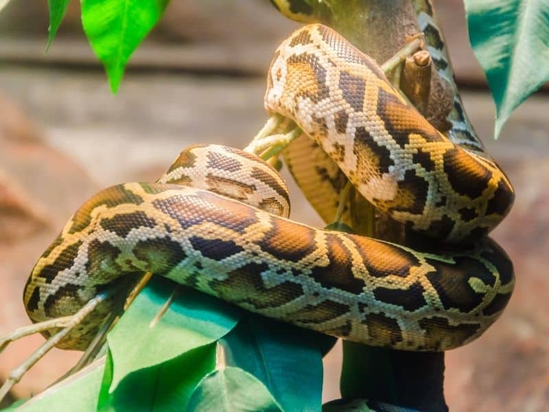 Le serpent, un animal de compagnie exotique