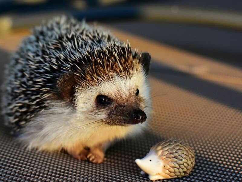 Le hérisson, un animal de compagnie le plus inattendu